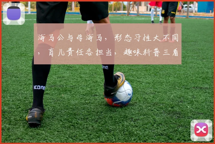 海马公与母海马，形态习性大不同，育儿责任各担当，趣味科普三看点，